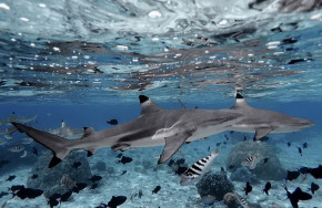 Prodivers Kuredu
