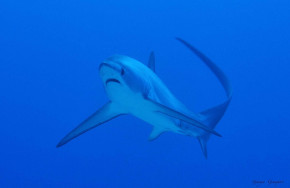 Tepanee Dive Center