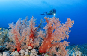 Extra Divers Lahami Bay